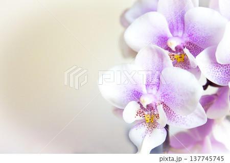 Open orchid flower Open orchid flower 137745745
