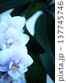 Open orchid flower 137745746