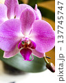 Open orchid flower 137745747