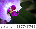 Open orchid flower 137745748