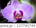 Open orchid flower 137745749