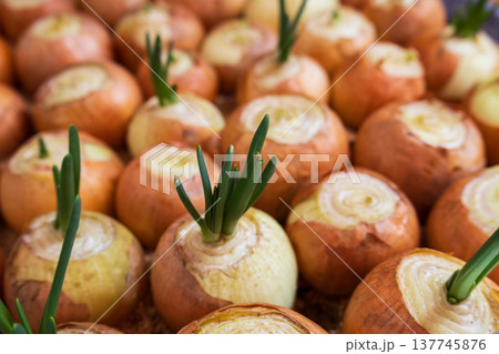 New green onion shoots emerge from bulbs, creating a lively display of growth in a sunny, inviting garden setting 137745876