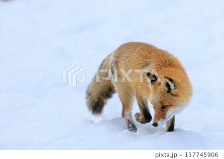キタキツネ 137745906