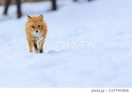 キタキツネ 137745908