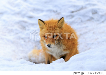 キタキツネ 137745909