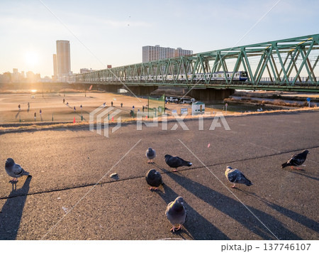【総武本線】早朝の江戸川の鳩と総武線の電車 137746107