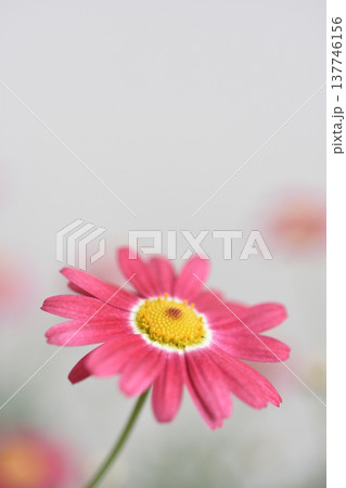 マーガレット 137746156