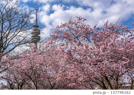 Cherry blossoms in Munich, Germany. Pink cherry blossoms with a blue and cloudy sky background. Spring in Germany. Cherry blossoms in Munich, Germany. Pink cherry blossoms with a blue and cloudy sky background. Spring in Germany. 137746162