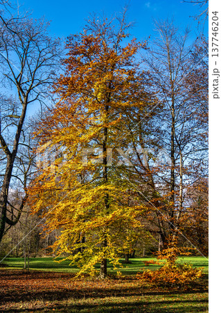 Golden autumn view in famous Munich relax place - Englischer Garten. Munich, Bavaria, Germany 137746204