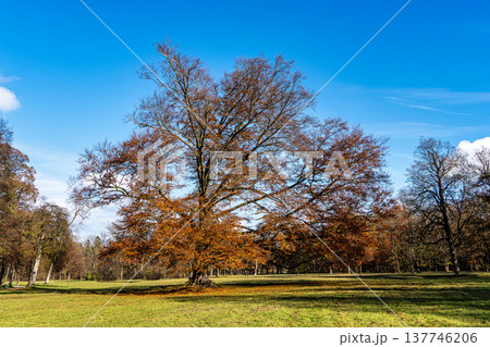 Golden autumn view in famous Munich relax place - Englischer Garten. Munich, Bavaria, Germany 137746206