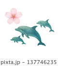 イルカと桜 春の海イメージ 水彩イラスト 137746235