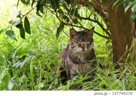 草むらの陰でしょんぼりとしたキジトラ猫 137746270