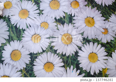 Fresh Flowers Bouquet and Floral Decoration Fresh Flowers Bouquet and Floral Decoration 137746281