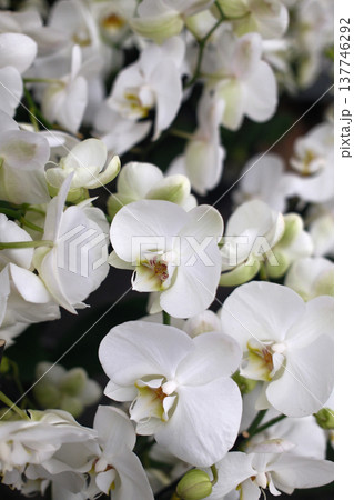Fresh Flowers Bouquet and Floral Decoration 137746292