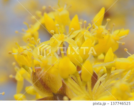 春黄金花(afli20260227132654) 春黄金花(afli20260227132654) 137746525