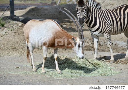 草を食べるシロオリックス 137746677