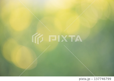 Defocus light natural blurred green background. Defocus plants. 137746799