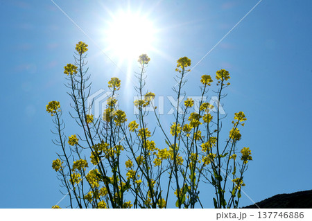 太陽に向かって咲く菜の花 137746886