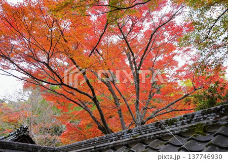 色づくイロハモミジの葉　紅葉 137746930