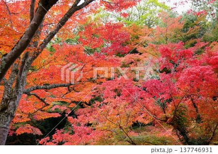 色づくイロハモミジの葉 紅葉 色づくイロハモミジの葉 紅葉 137746931