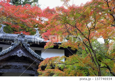 色づくイロハモミジの葉　紅葉 137746934