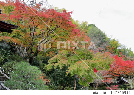 色づくイロハモミジの葉　紅葉 137746936