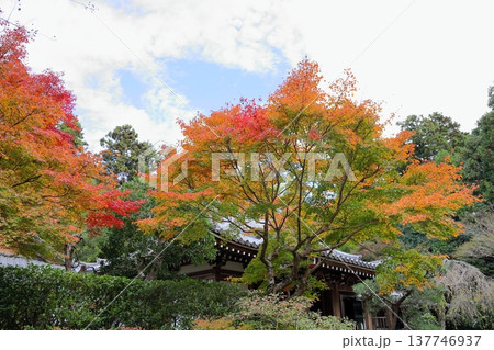 色づくイロハモミジの葉　紅葉 137746937