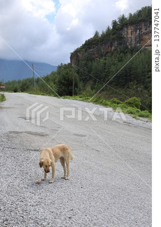 Dog forest road. StrayStray dog in nature with a view of the lake dog in nature with a view of the lake Dog forest road. StrayStray dog in nature with a view of the lake dog in nature with a view of the lake 137747041