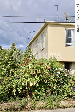 House garden flowers. High quality photo House garden flowers. High quality photo 137747051