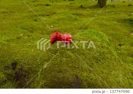 苔庭･椿の花2輪（仙巌園／鹿児島県鹿児島市吉野） 137747090