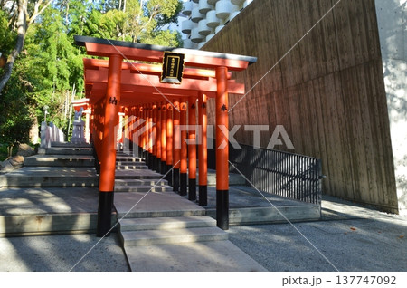 朱塗りの鳥居･トンネル（稲荷神社･生田神社 境内／兵庫県神戸市中央区） 137747092