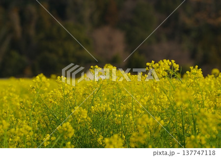 菜の花畑 137747118
