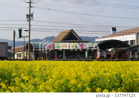 菜の花畑 菜の花畑 137747125