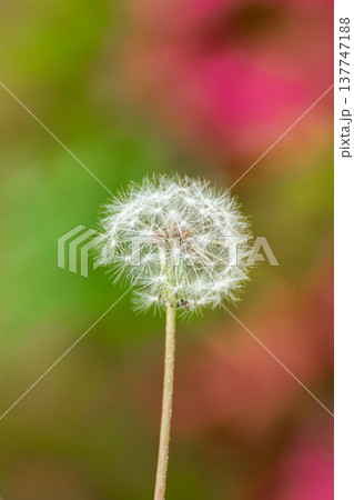 ピンクの花を背景にしたタンポポの綿毛クローズアップ ピンクの花を背景にしたタンポポの綿毛クローズアップ 137747188