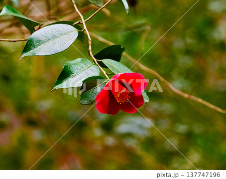 ツバキの原種 ツバキ科ヤブツバキの赤い花 137747196