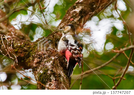 アカゲラ♀の採食 アカゲラ♀の採食 137747207