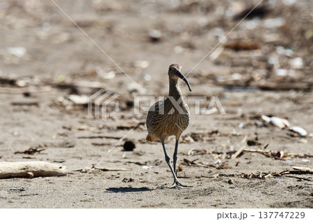 海岸を歩くホウロクシギ 137747229