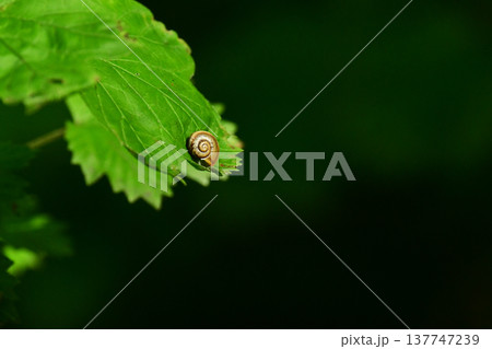 葉先にエゾマイマイ 葉先にエゾマイマイ 137747239