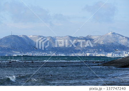 函館山をバックに乱れ飛ぶカモメたち 函館山をバックに乱れ飛ぶカモメたち 137747240