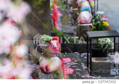 生け花発祥地の京都市中京区紫雲山頂法寺通称六角堂の桜を撮影 生け花発祥地の京都市中京区紫雲山頂法寺通称六角堂の桜を撮影 137747252