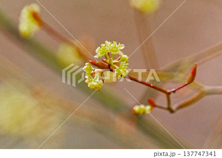 クスノキ科の落葉低木 クロモジの花 クスノキ科の落葉低木 クロモジの花 137747341