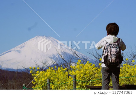 富士山と菜の花畑を撮影する女性 137747363