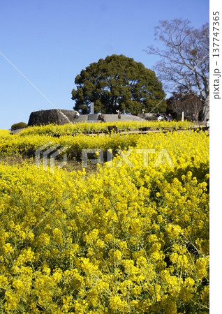 吾妻山を彩る菜の花 137747365