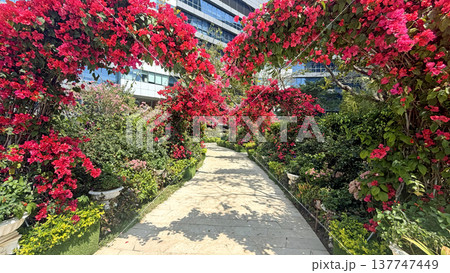 Path through vibrant bougainvillea arches leading towards a modern building Path through vibrant bougainvillea arches leading towards a modern building 137747449