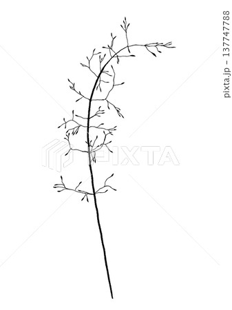 Fragile Floral Detail. Soft And Airy Flower Sprig Perfect For Wedding Invitations And Subtle Motifs 137747788