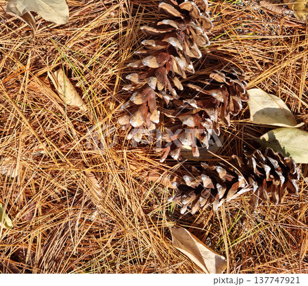 Brown pine needles and pine cones 137747921