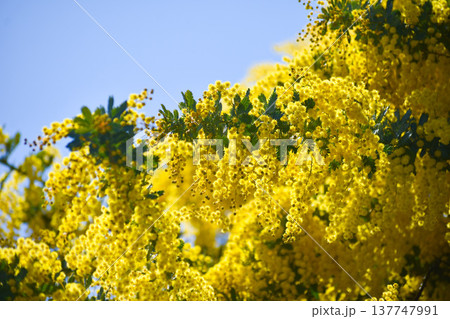 フサアカシアの花（別名・ミモザ） 137747991