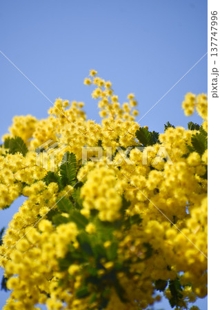 フサアカシアの花（別名・ミモザ） 137747996