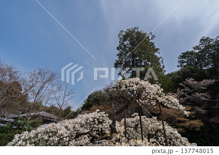 京都市西京区大原野神社に咲き誇る幻の千眼桜を撮影 137748015