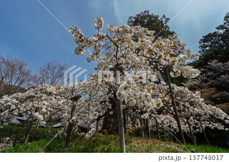 京都市西京区大原野神社に咲き誇る幻の千眼桜を撮影 137748017